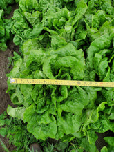 Lettuce, JUMBO Buttercrunch (LOCAL)