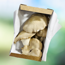 Simply Harvest Foods Specialty Fresh Mushrooms