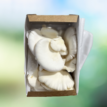 Simply Harvest Foods Specialty Fresh Mushrooms