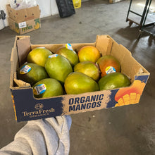 Mango, Kent (12ct CASE)