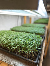 Trays of young plants under a light source