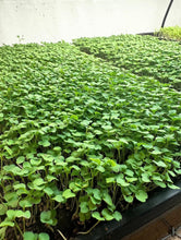 Close-up of young green plants in a tray with a white wall background