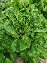 Lettuce, JUMBO Buttercrunch (LOCAL)