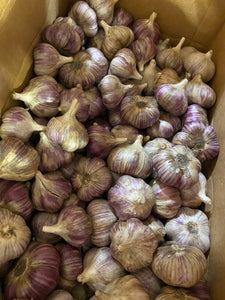 Red Russian Garlic, 1lb (LOCAL)