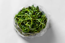 Earnest Greens Microgreen Salad (5oz. Bag)