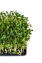 Earnest Greens Broccoli Microgreens, 2oz.