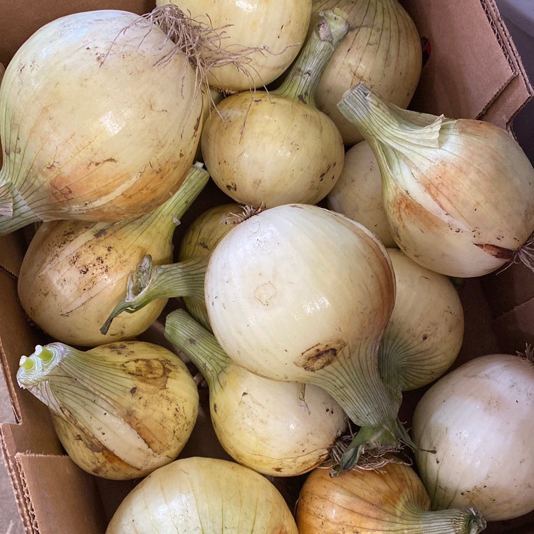 Yellow Onion (LOCAL)