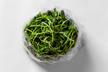 Earnest Greens Microgreen Salad (5oz. Bag)