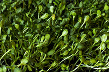 Earnest Greens Sunflower Micros (5oz. Bag)