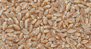 Hard Wheat Kernels, Bulk (Organic)
