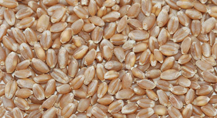 Hard Wheat Kernels, Bulk (Organic)